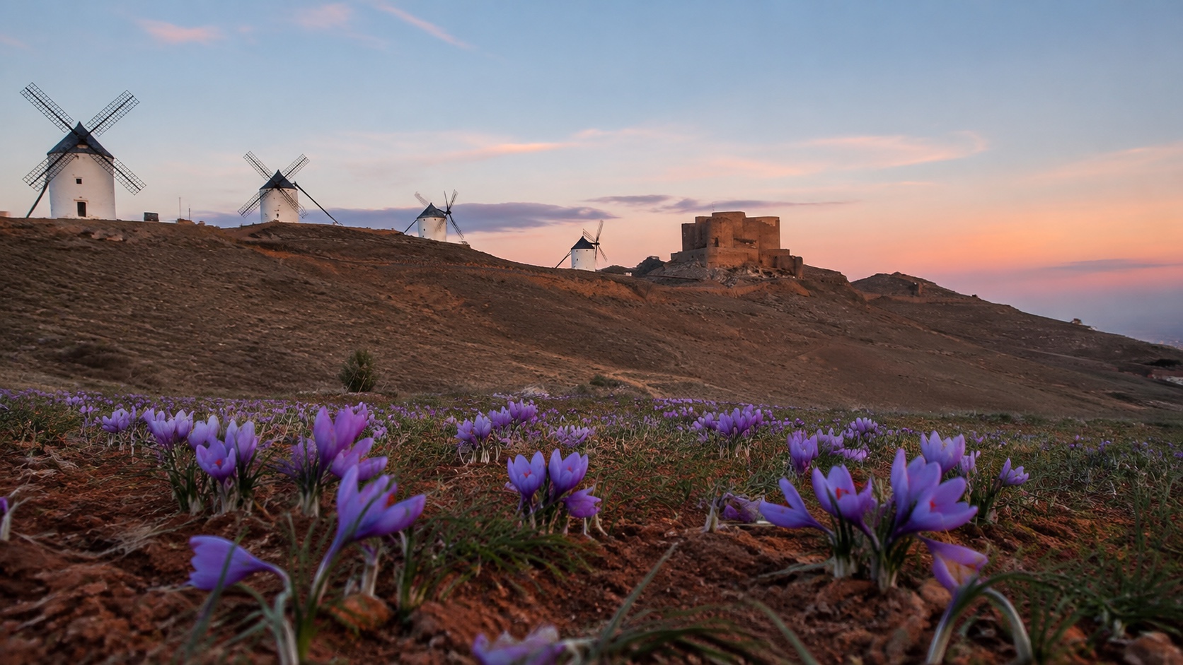 Flores de azafrán ante molinos y castillo en el Cerro Calderico