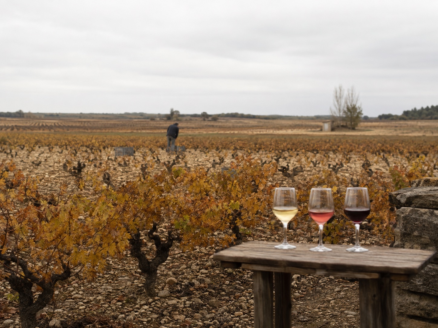 Tres copas de vino ante un viñedo de Valladolid en otoño